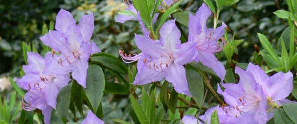 Bois des Moutiers (14) Mai 2012